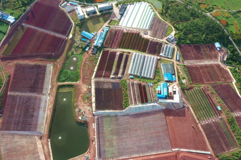 6 愛爾發楚雄雨生紅球藻養殖基地_副本.jpg