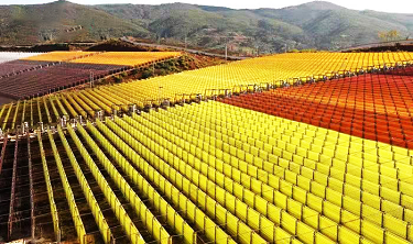 紅球藻基地