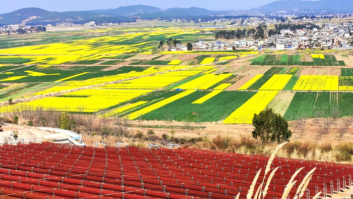 楚雄驃川油菜花海藝術節 | 游客參觀云南愛爾發雨生紅球藻基地